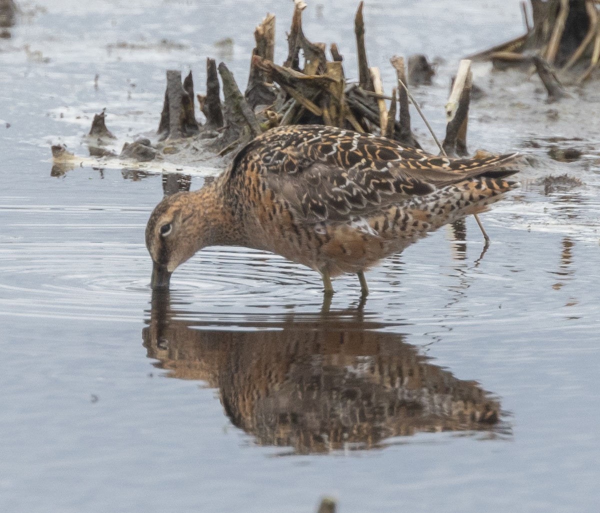 Long-billed Dowitcher - ML620557704