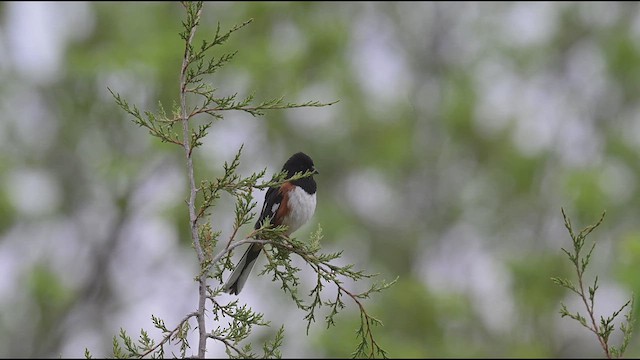 Eastern Towhee - ML620557716