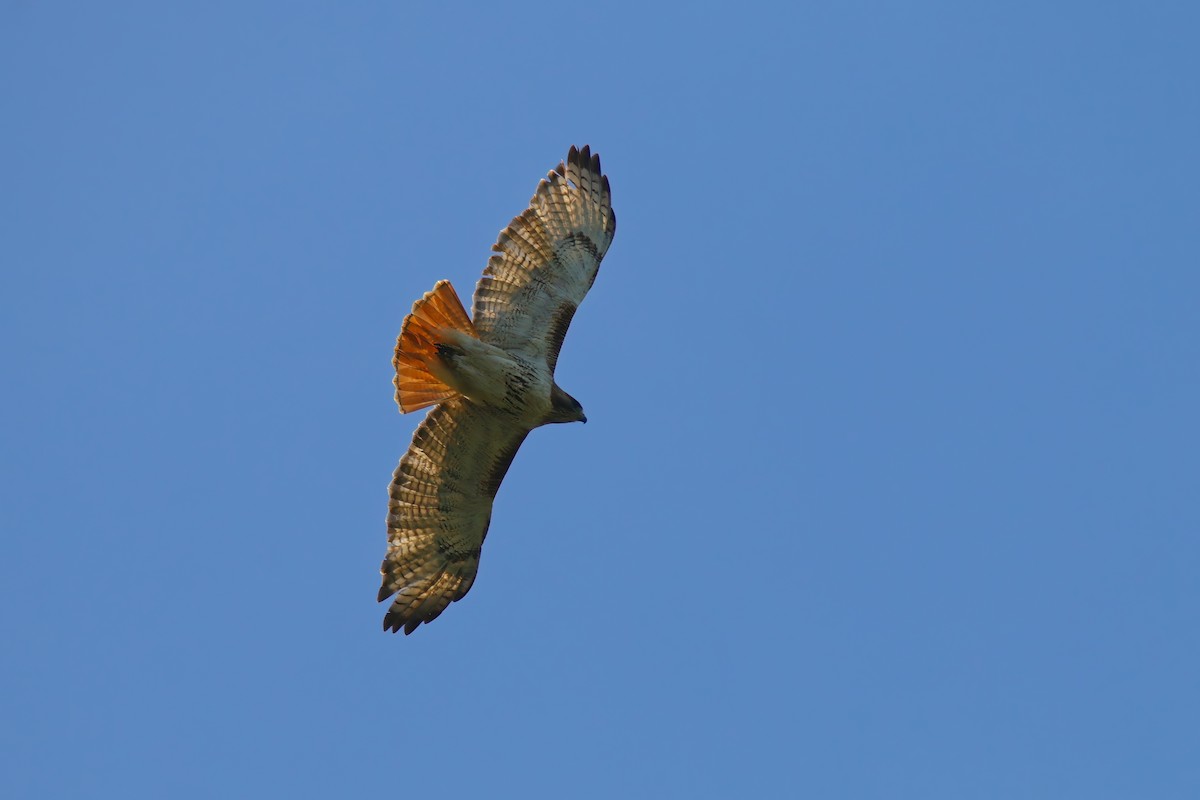 Red-tailed Hawk - ML620557745