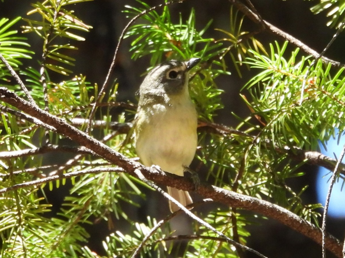 Cassin's Vireo - ML620557746