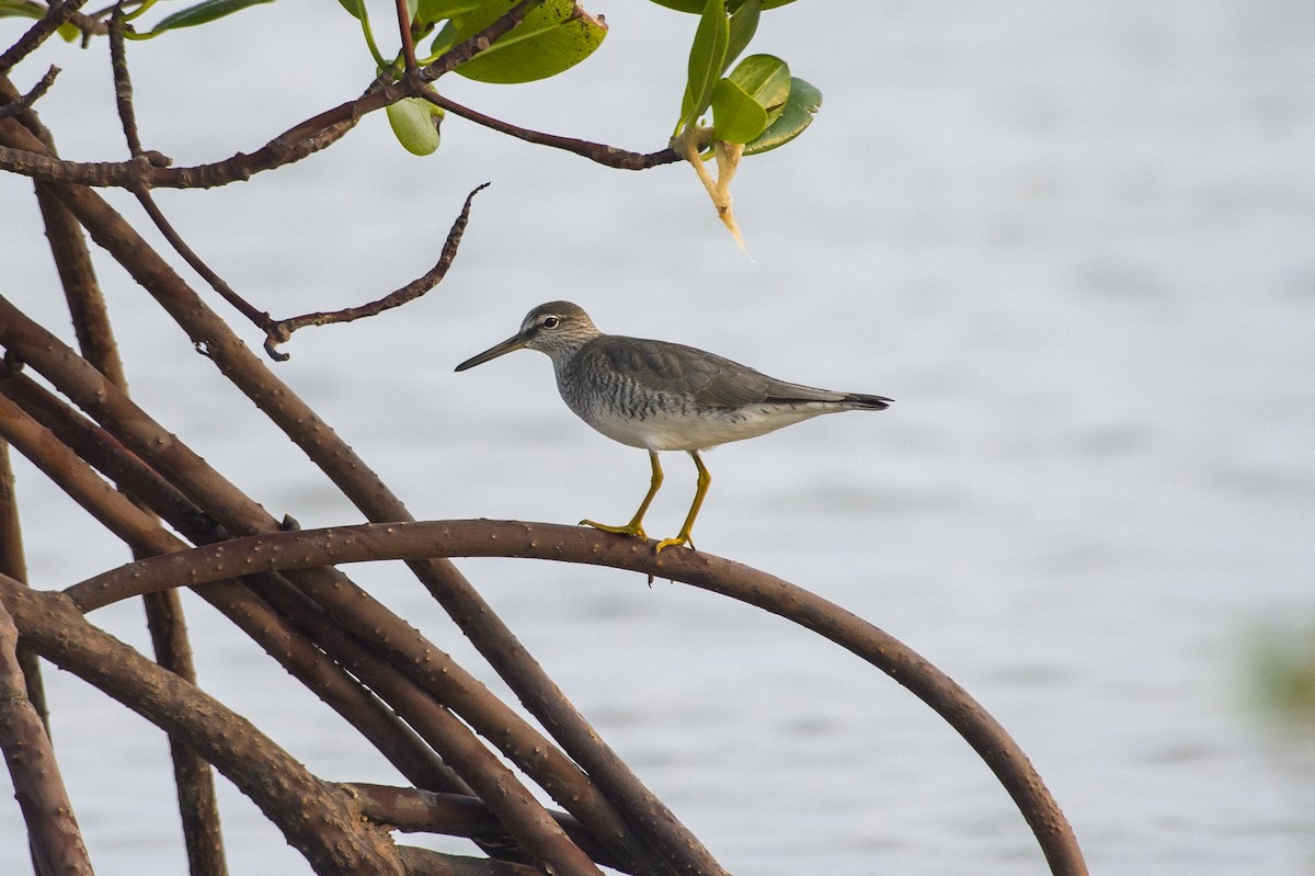 Gray-tailed Tattler - ML620557788