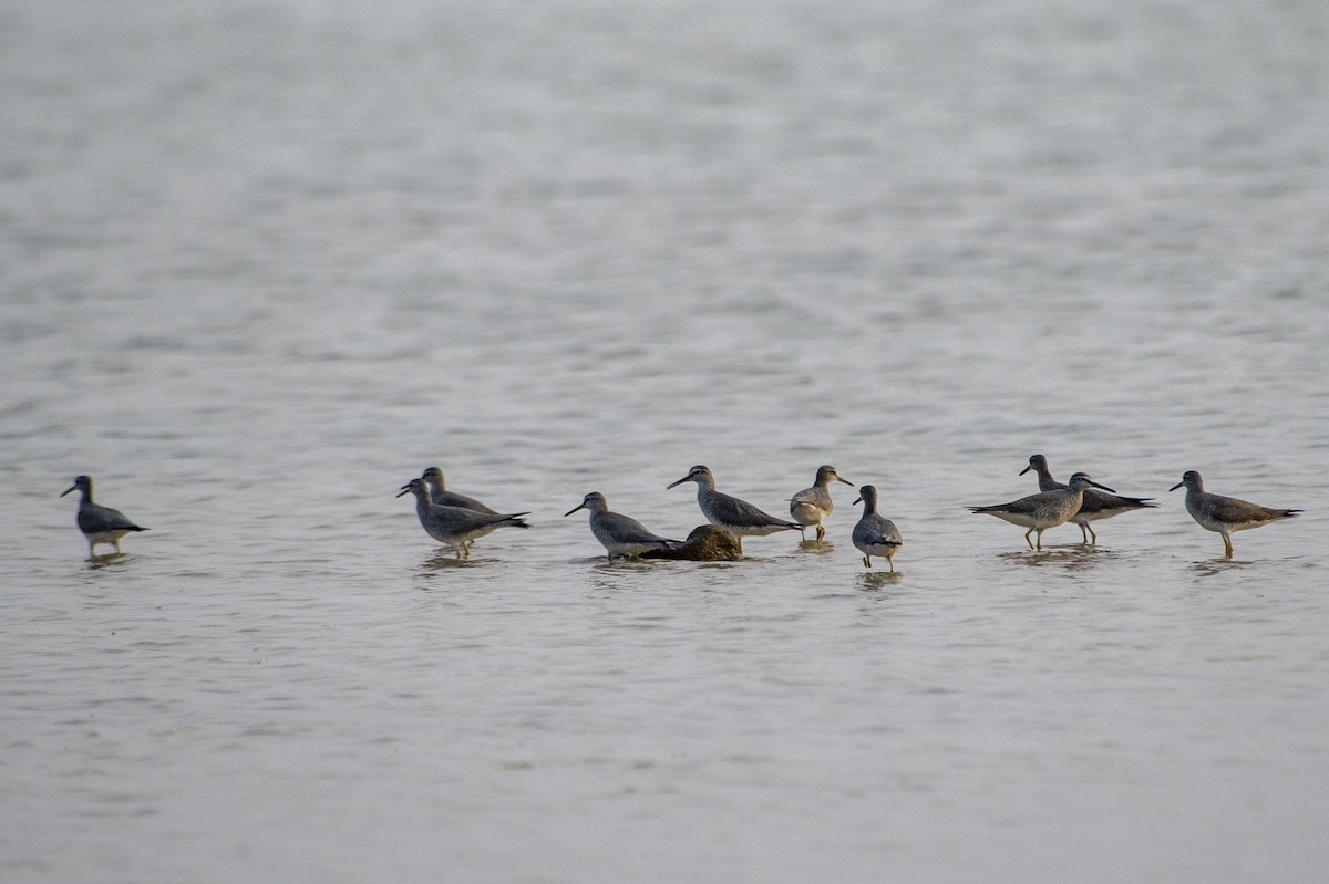 Gray-tailed Tattler - ML620557789