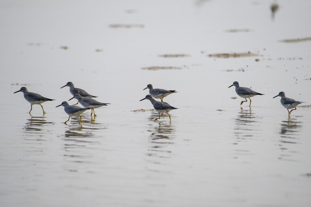 Gray-tailed Tattler - ML620557791