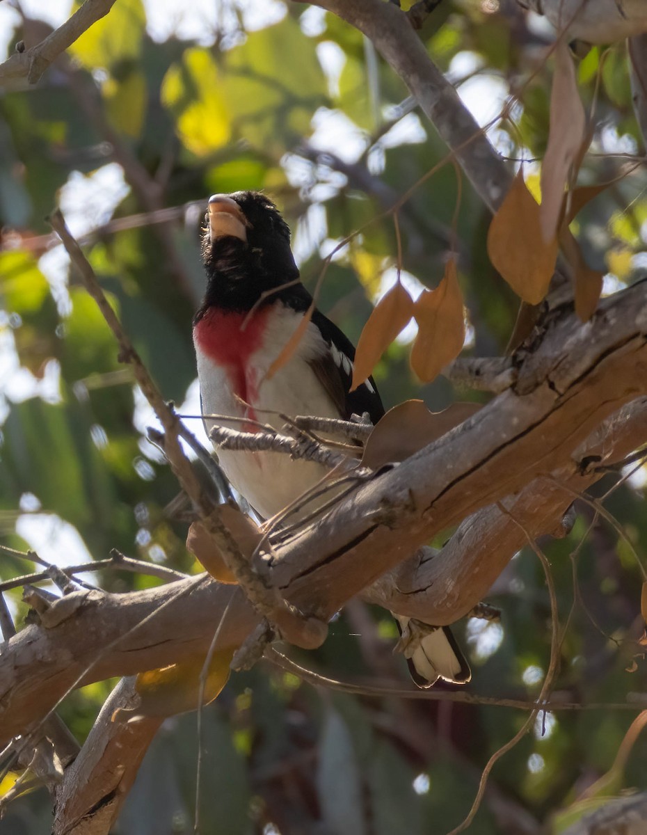 Rose-breasted Grosbeak - Christine Jacobs