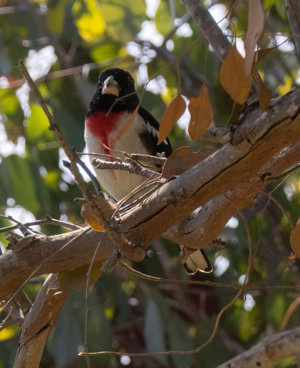 Rose-breasted Grosbeak - ML620557793