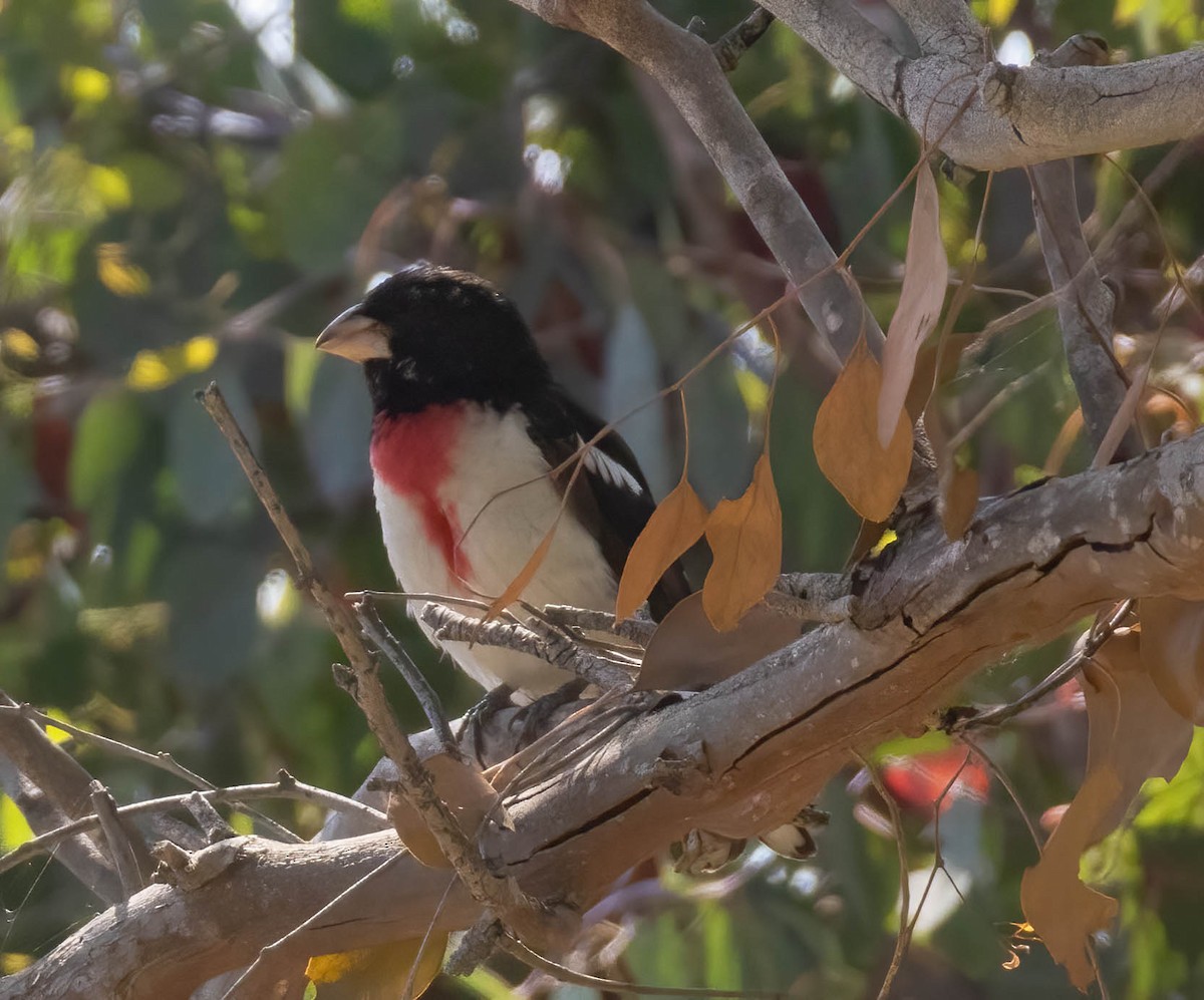 Rose-breasted Grosbeak - ML620557794