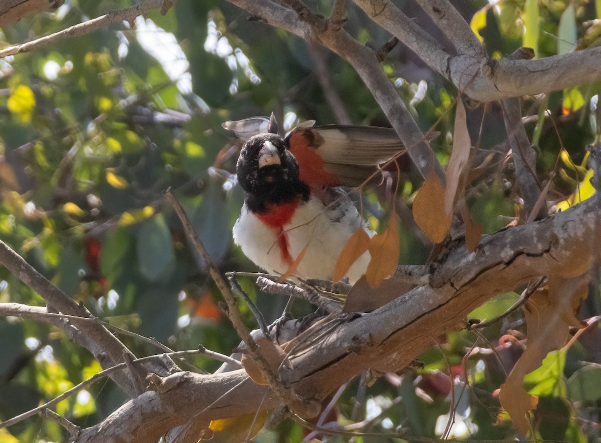 Cardinal à poitrine rose - ML620557795