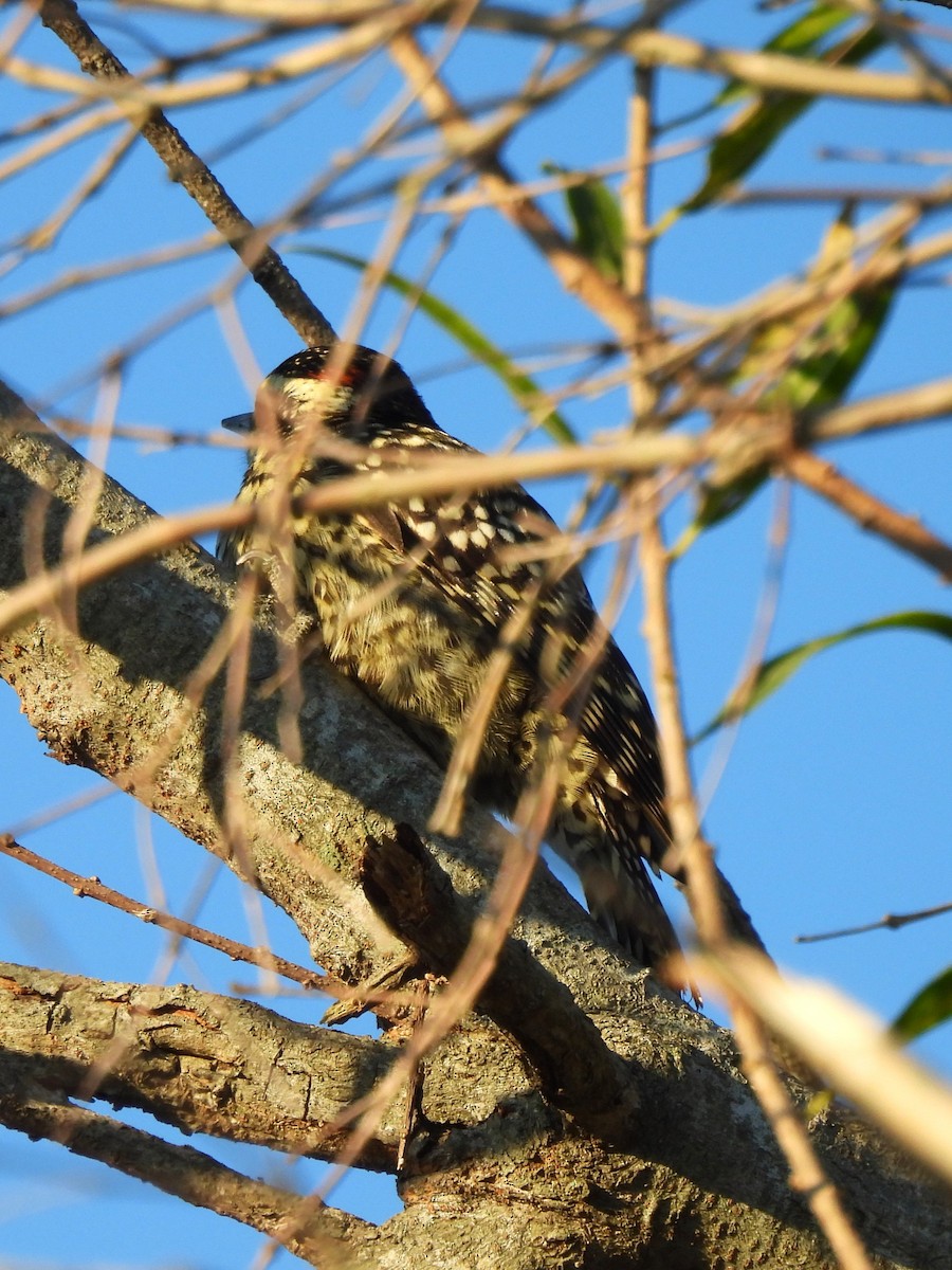 Checkered Woodpecker - ML620557844