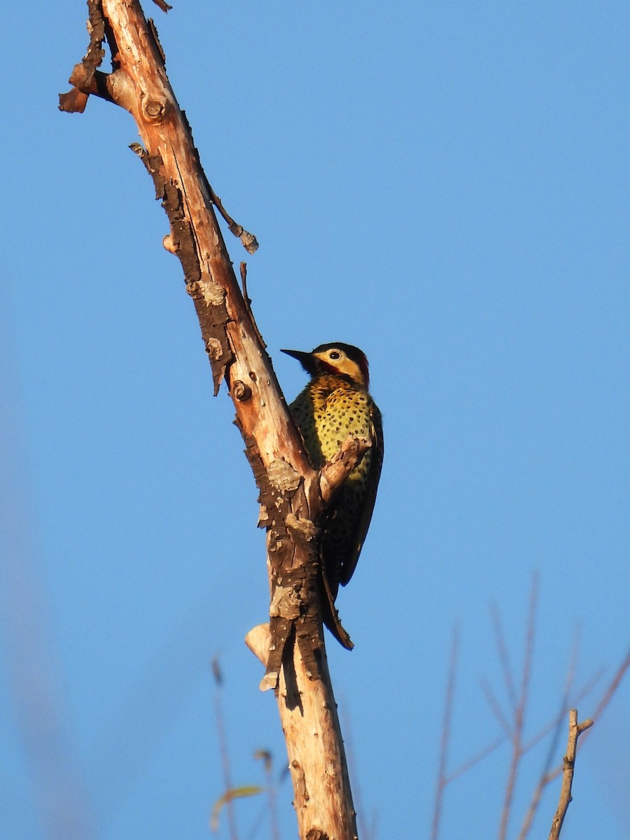 Green-barred Woodpecker - ML620557851