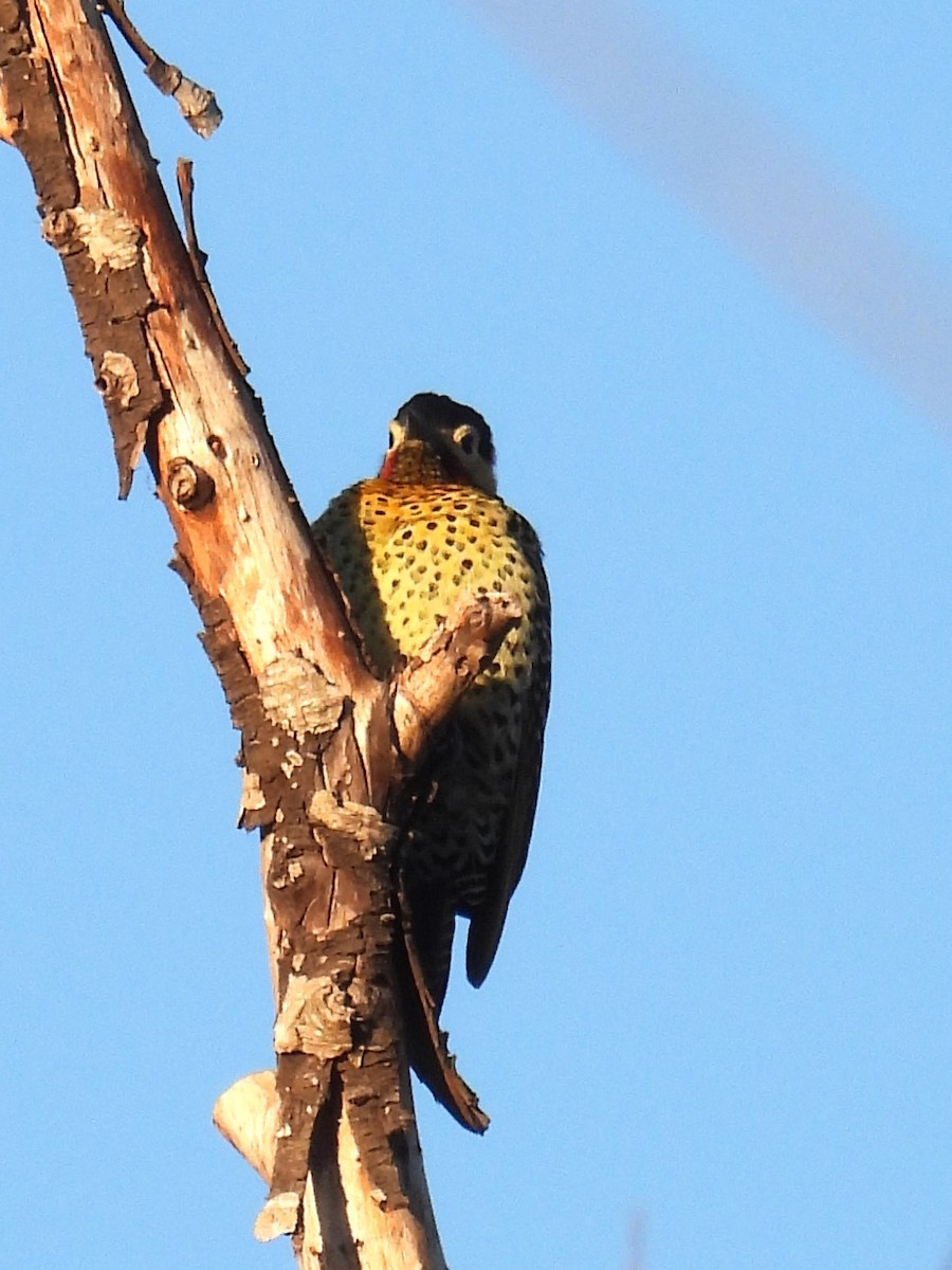 Green-barred Woodpecker - ML620557852