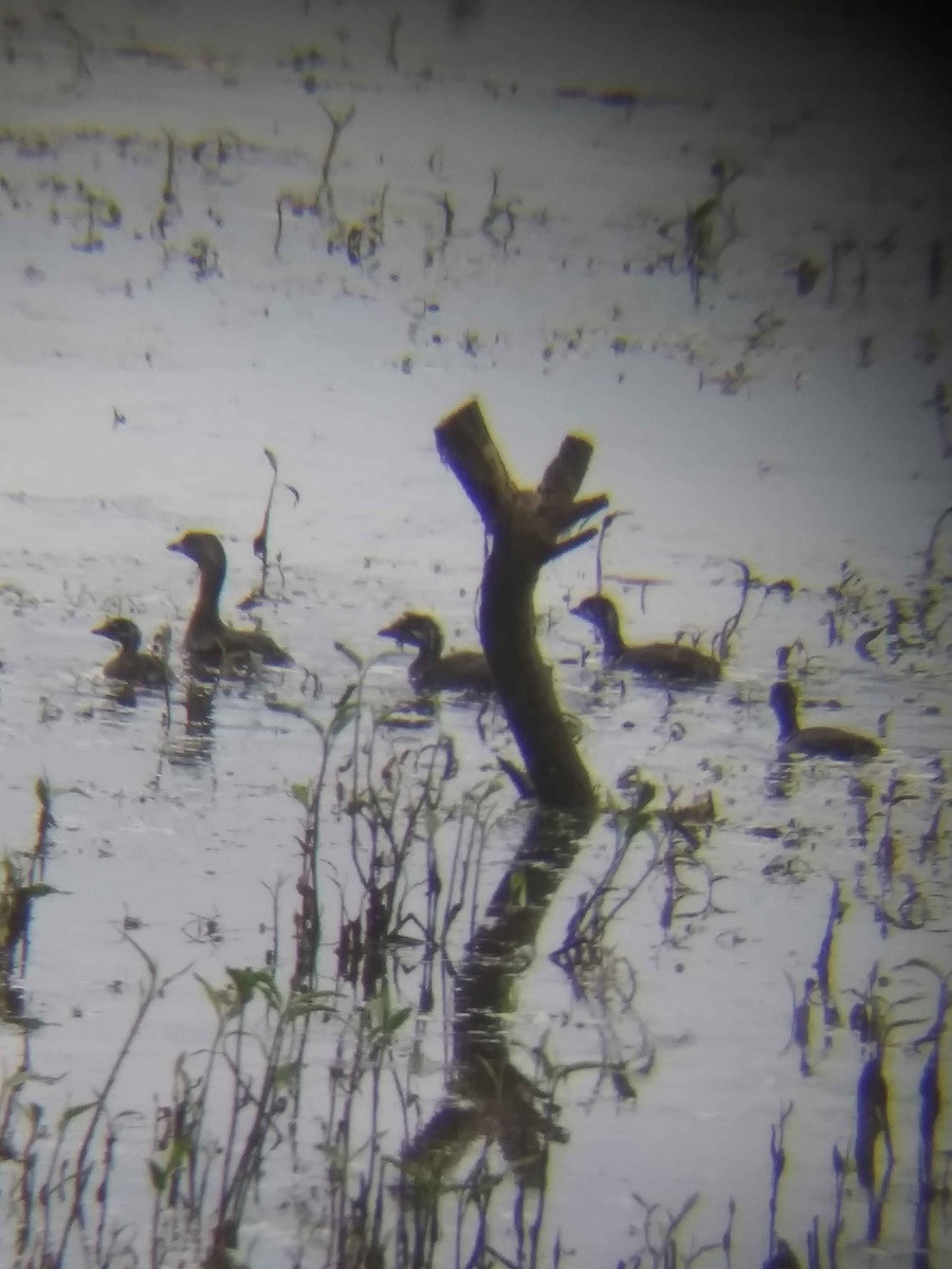 Pied-billed Grebe - ML620557854