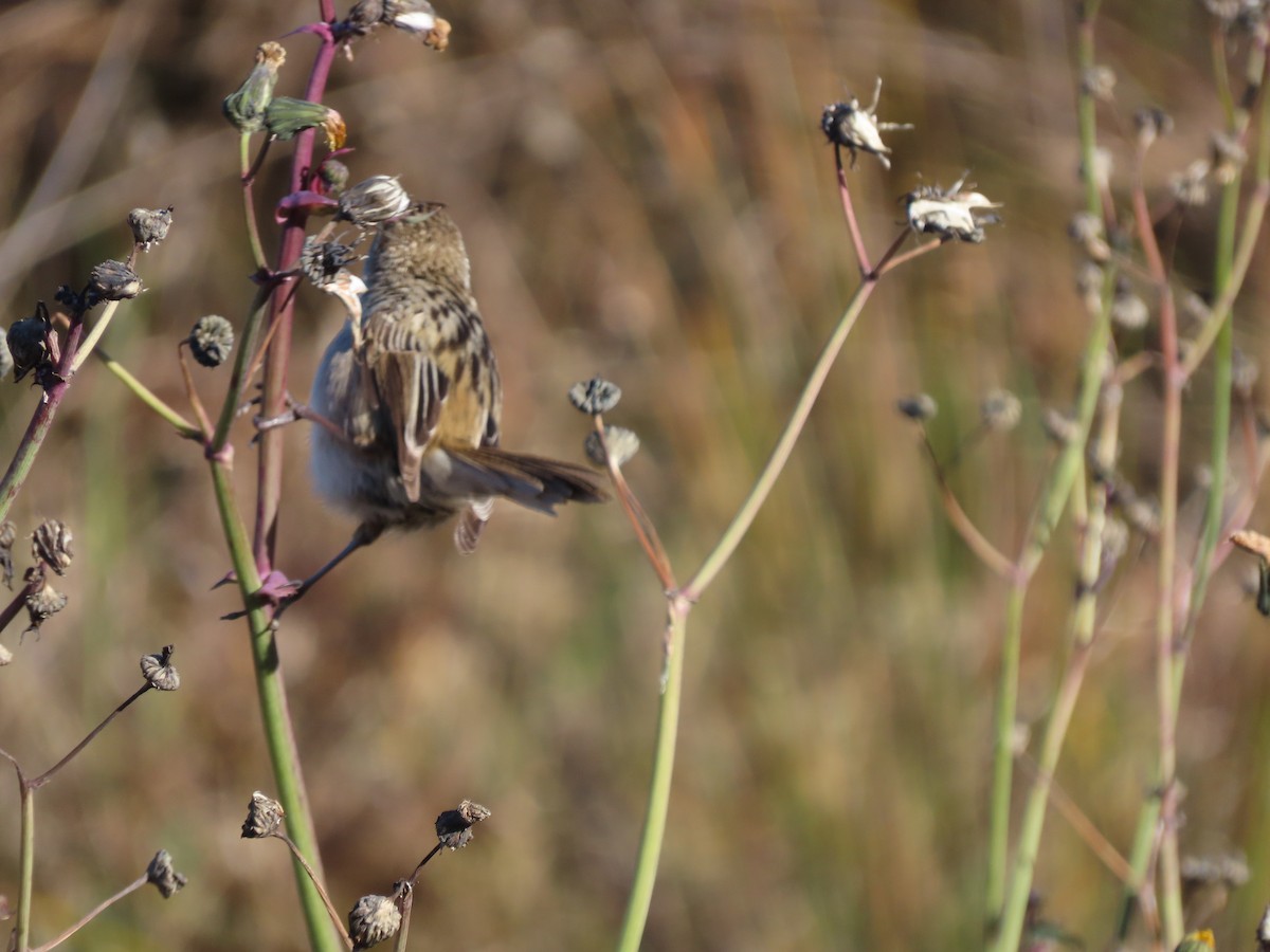 Little Grassbird - ML620557857