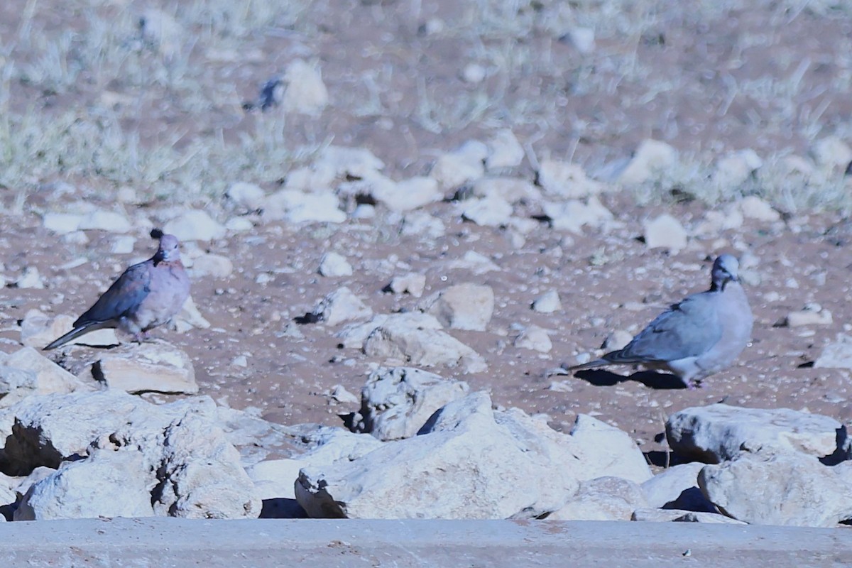 Laughing Dove - ML620557867