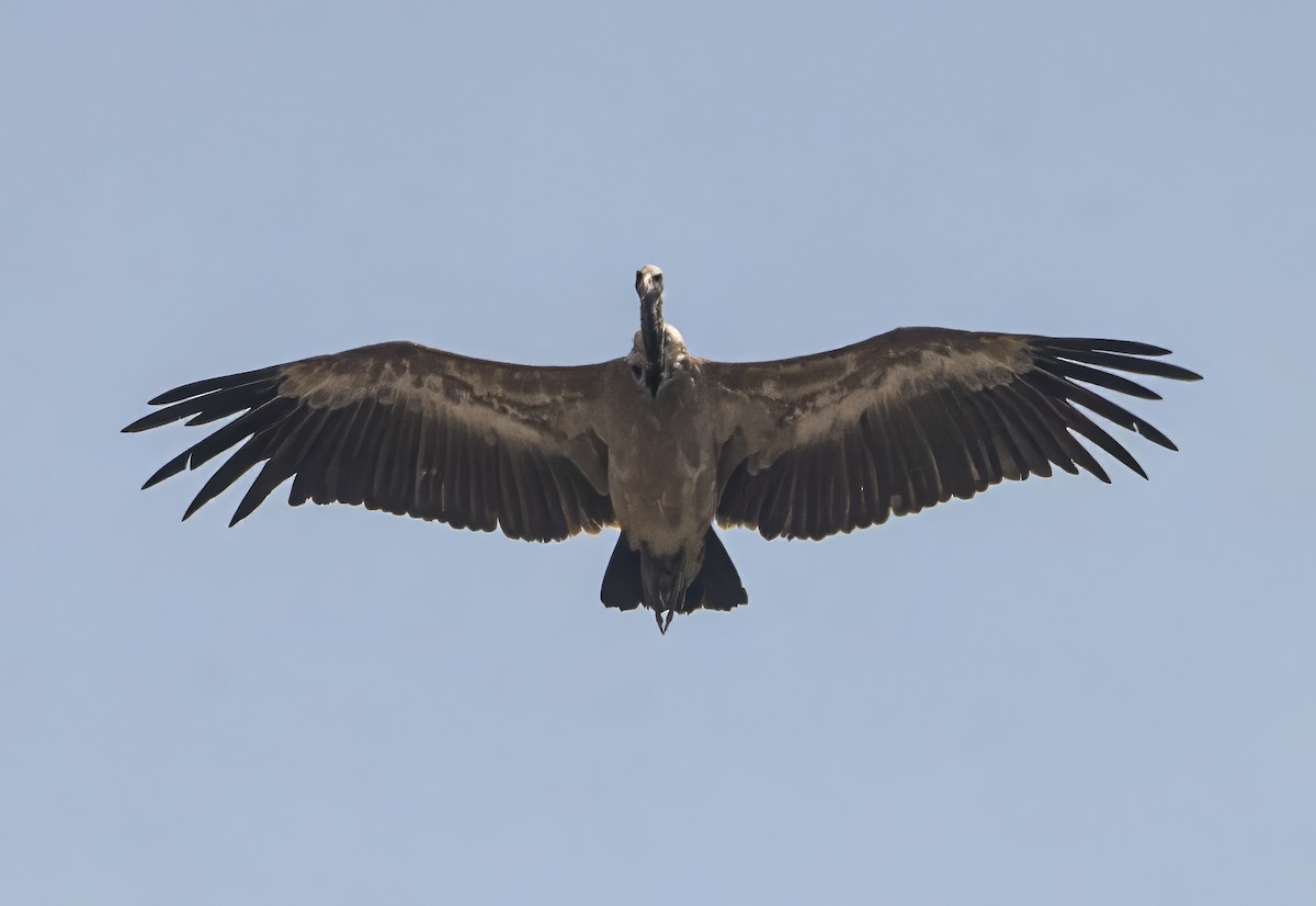 Indian Vulture - ML620557871
