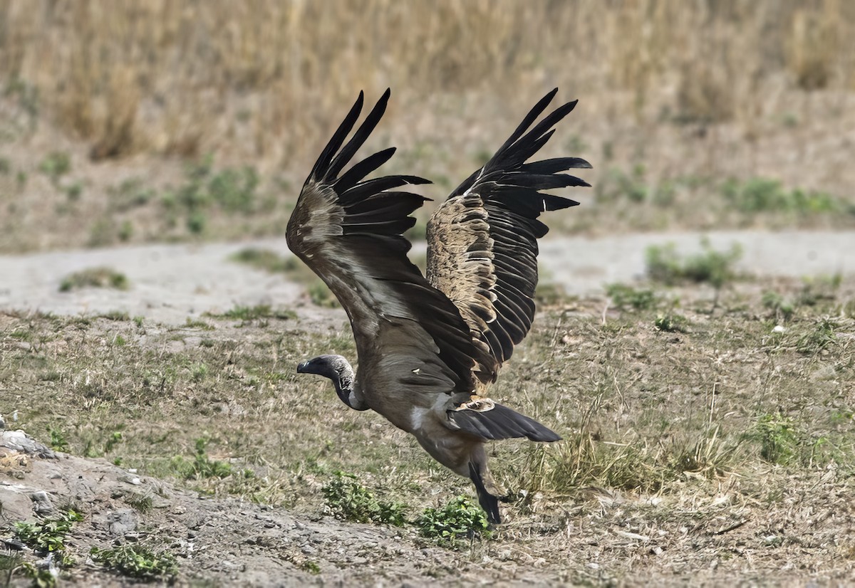 Indian Vulture - ML620557873