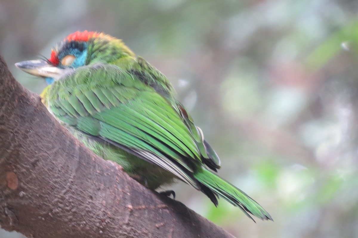 Blue-throated Barbet (Red-crowned) - ML620557875
