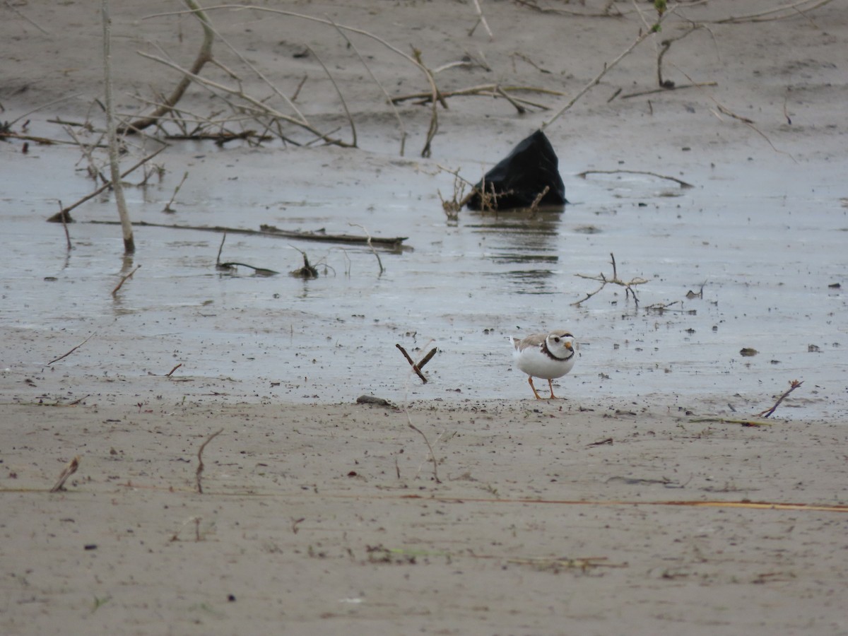 Piping Plover - Rick Wright