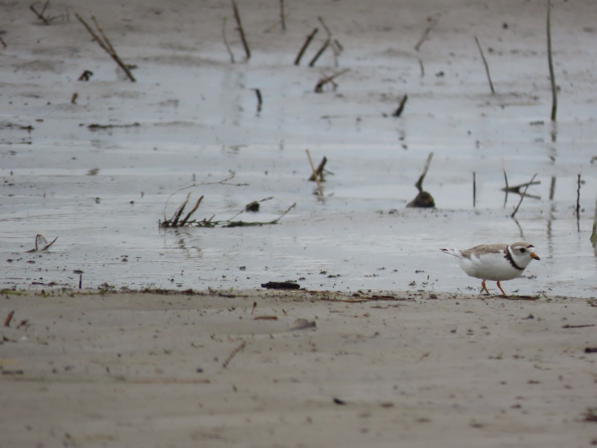 Piping Plover - ML620557900