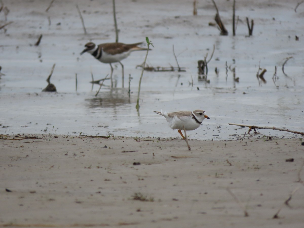 Piping Plover - ML620557901