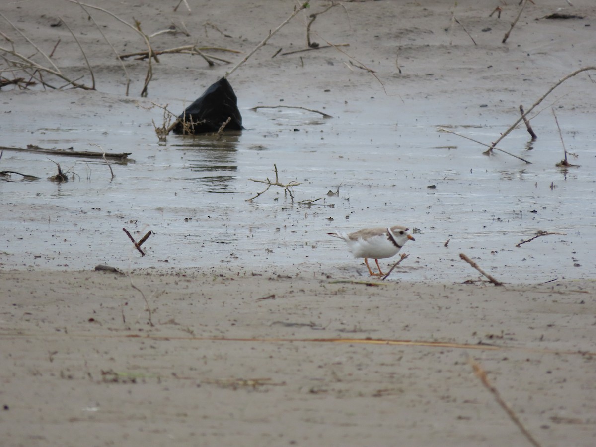 Piping Plover - ML620557902