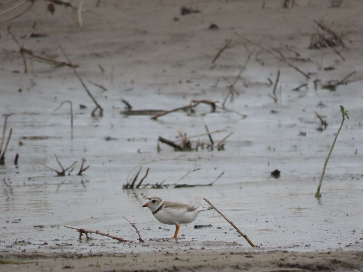 Piping Plover - ML620557903