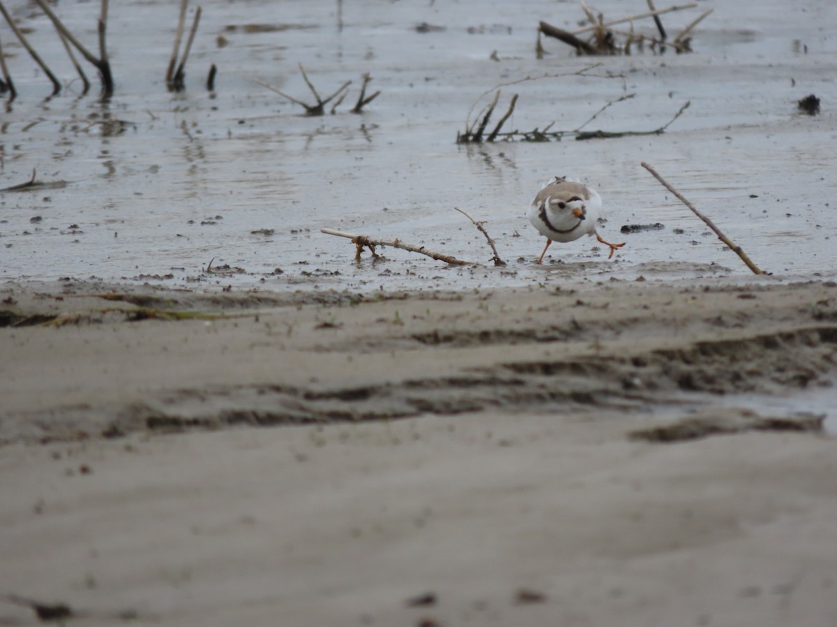 Piping Plover - ML620557904