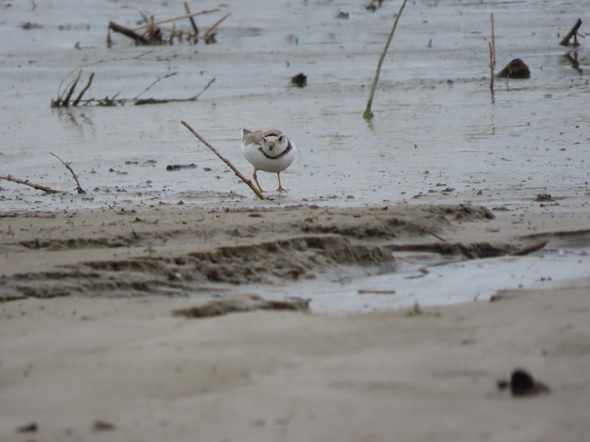 Piping Plover - ML620557905