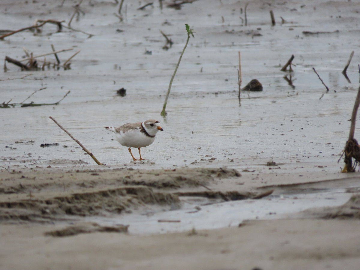 Piping Plover - ML620557906