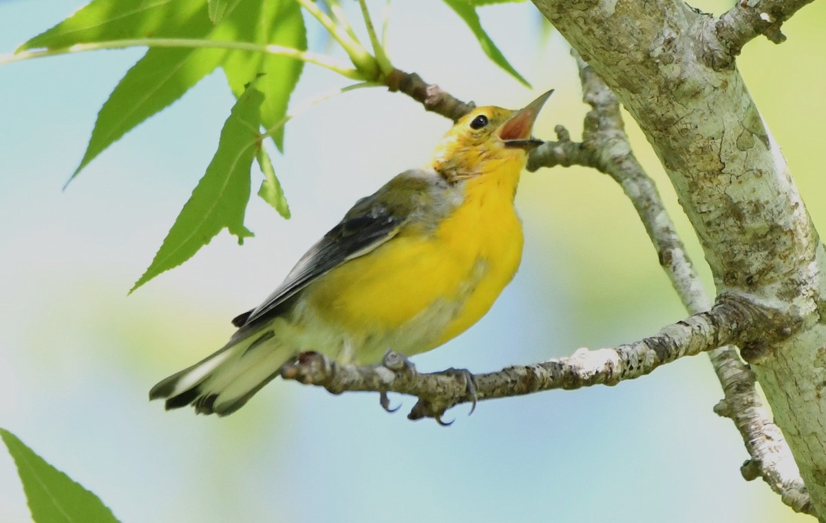 Prothonotary Warbler - ML620557908
