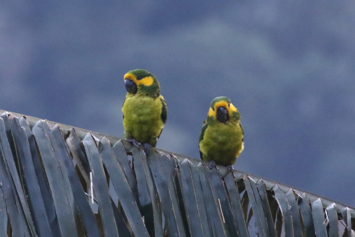 Yellow-eared Parrot - ML620557910