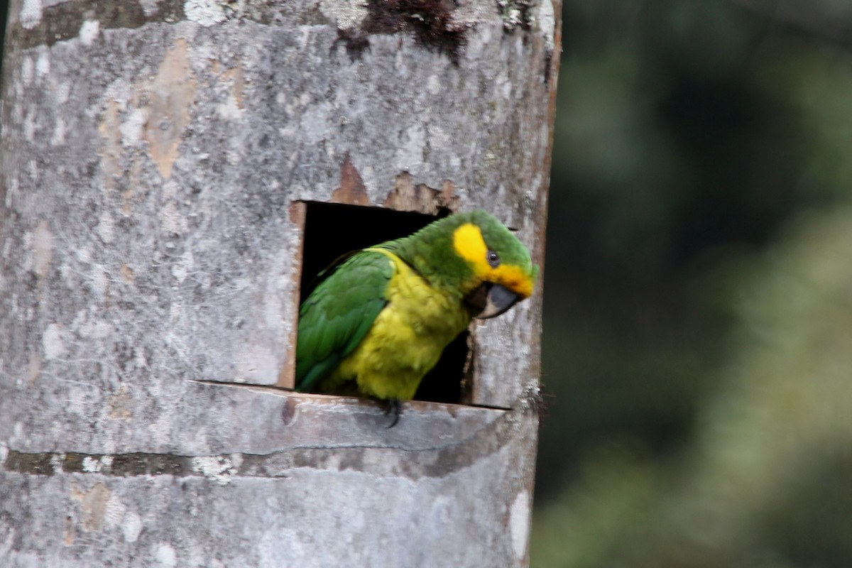 Yellow-eared Parrot - ML620557911