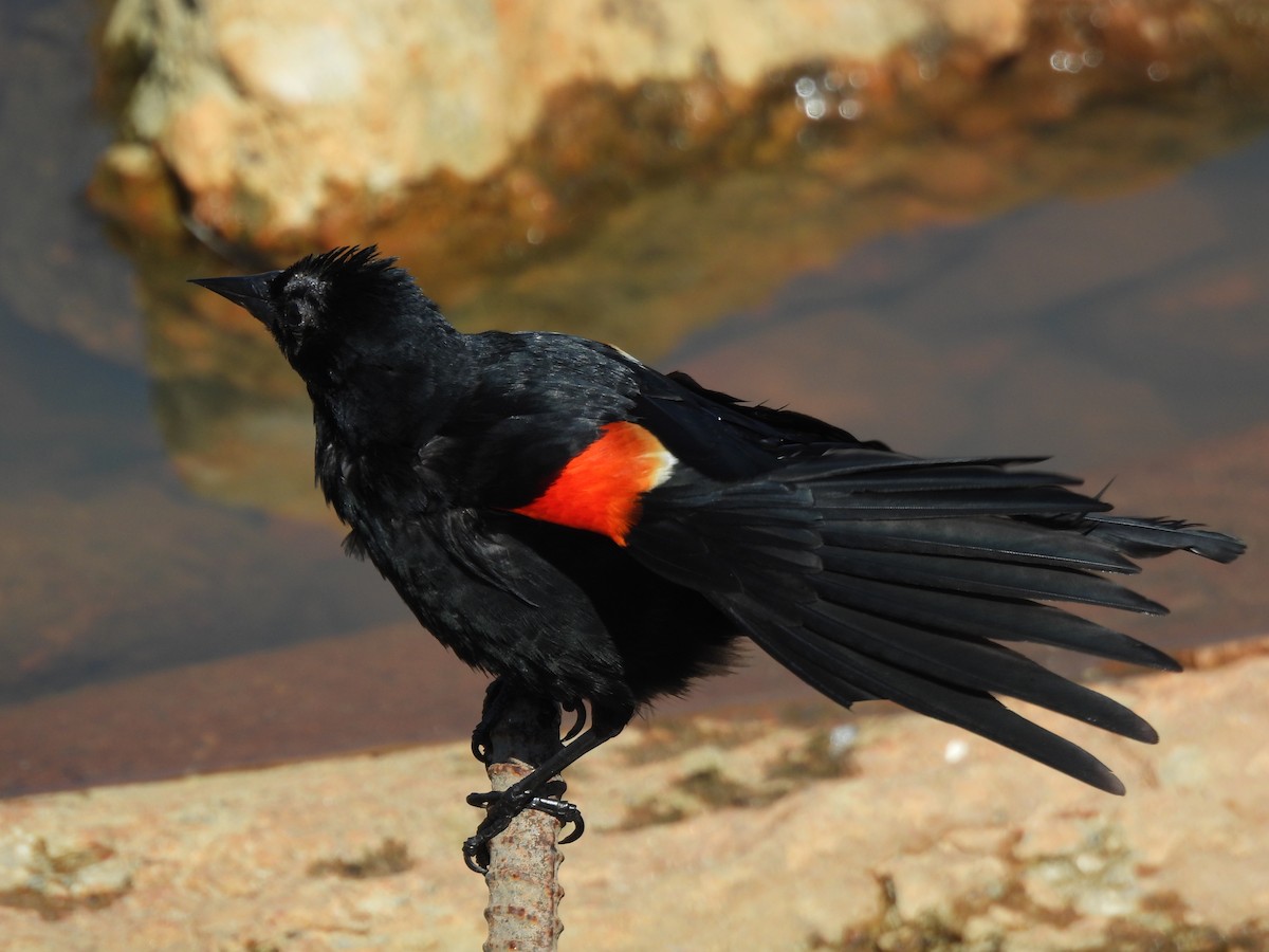 Red-winged Blackbird - ML620557913