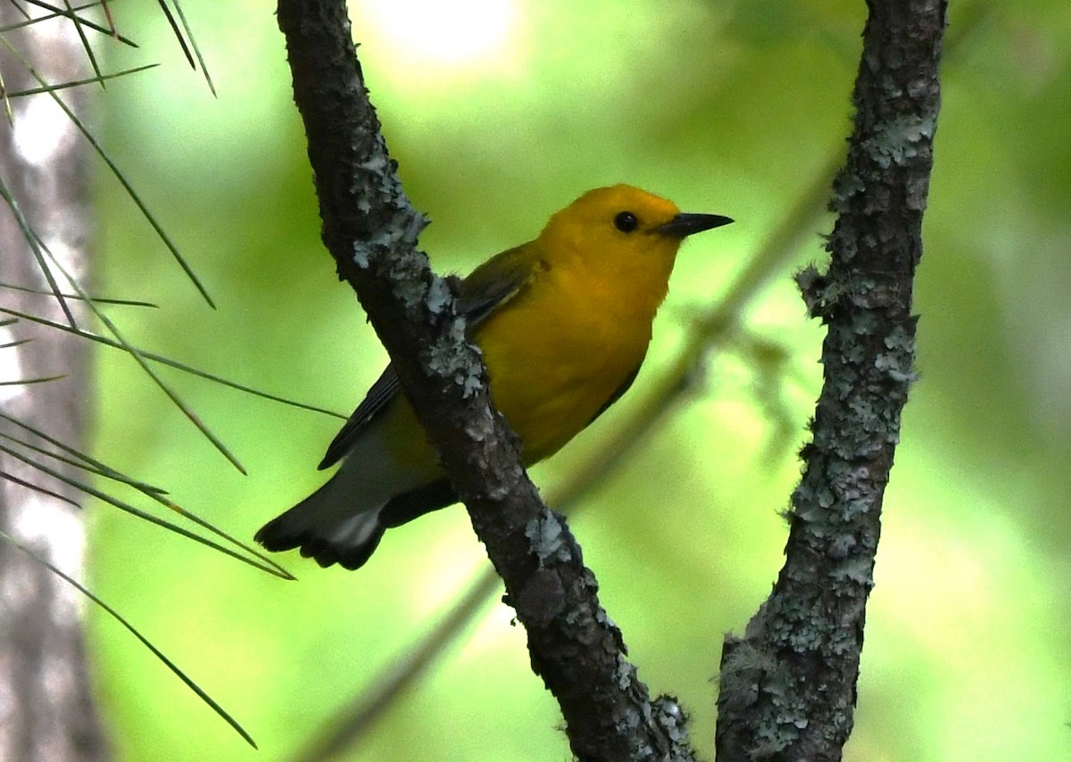 Prothonotary Warbler - ML620557914