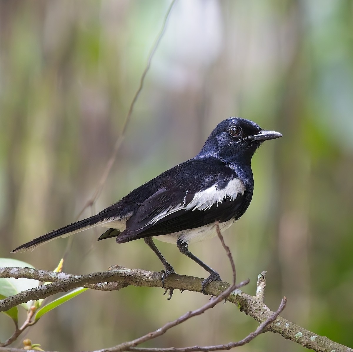 Oriental Magpie-Robin - ML620557915