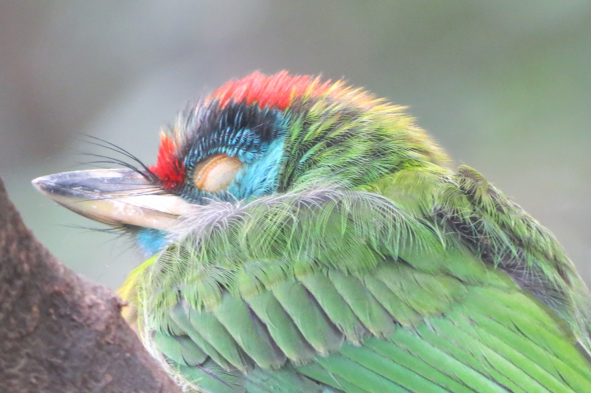 Blue-throated Barbet (Red-crowned) - ML620557918