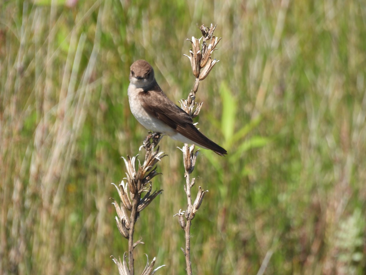 Northern Rough-winged Swallow - ML620557919