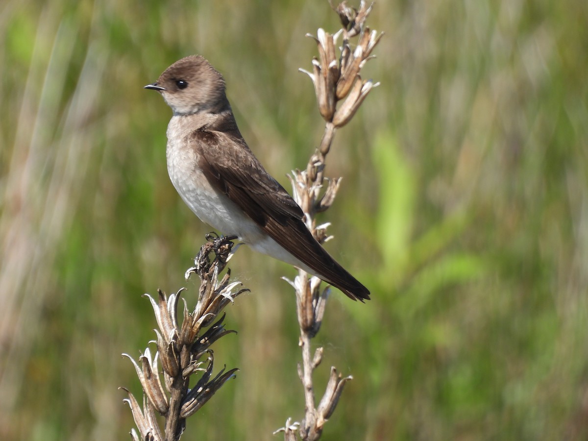 Northern Rough-winged Swallow - ML620557920