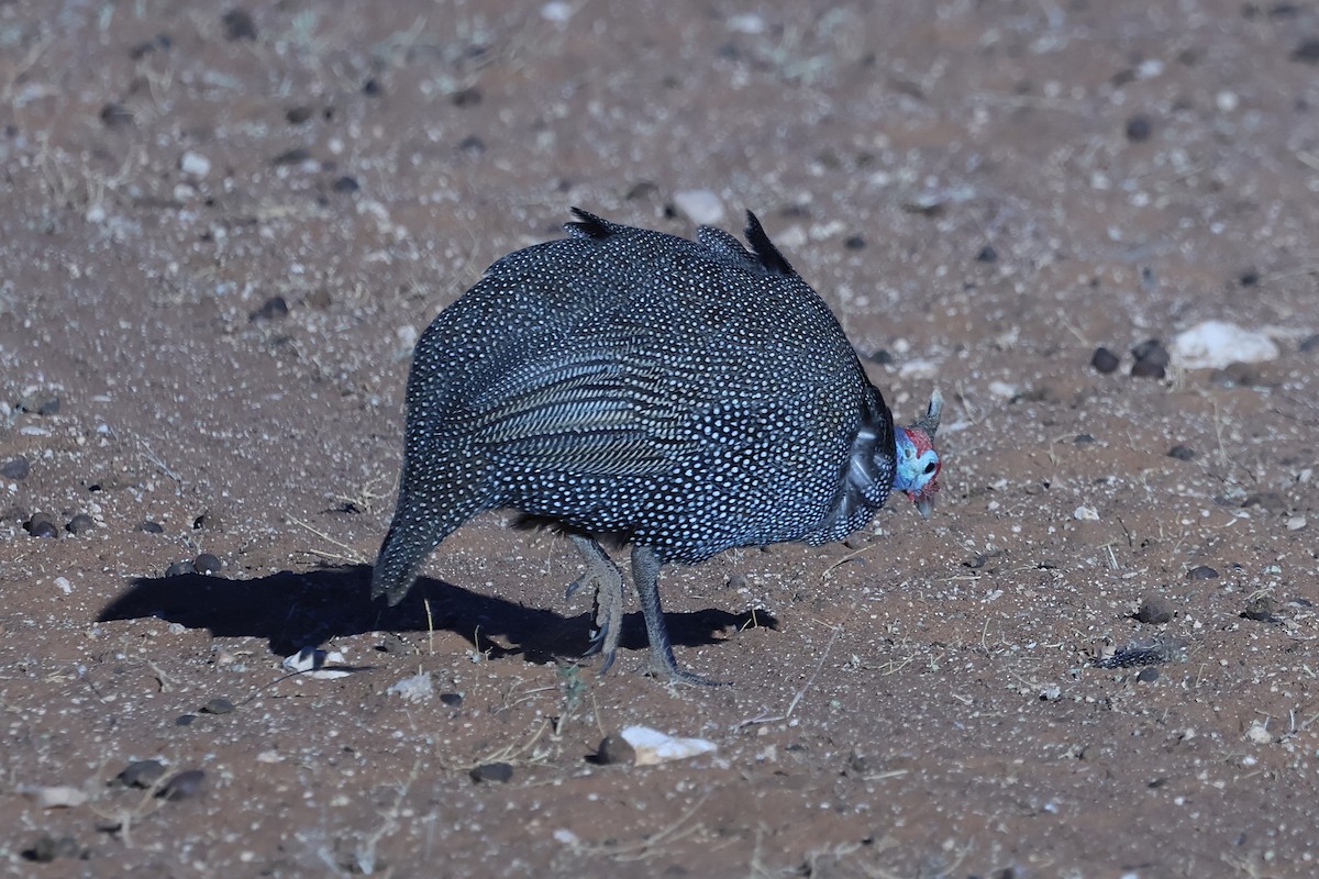 פנינית הקסדה - ML620557921