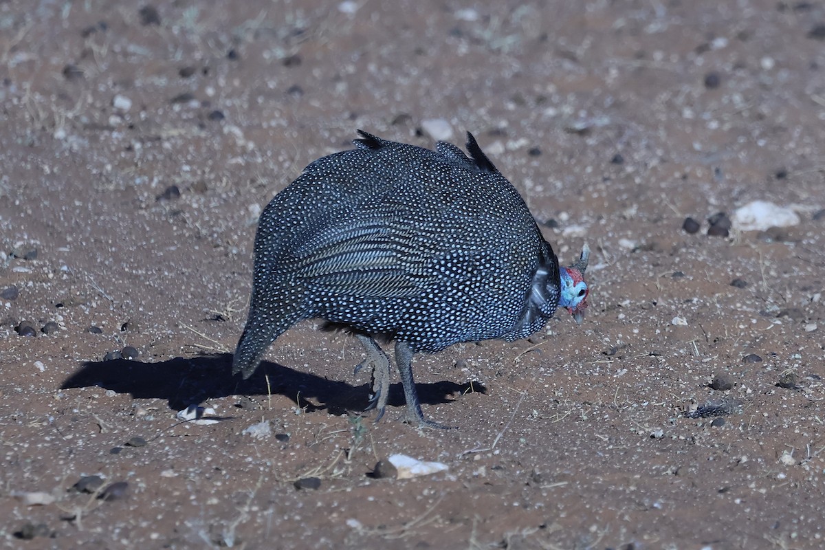 Helmeted Guineafowl - ML620557921