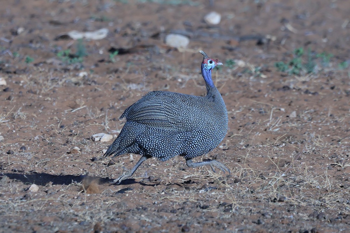 Helmeted Guineafowl - ML620557922