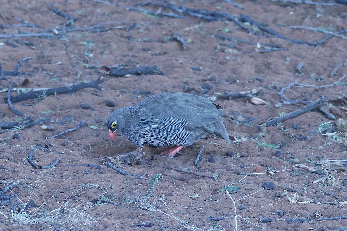 Francolin à bec rouge - ML620557927