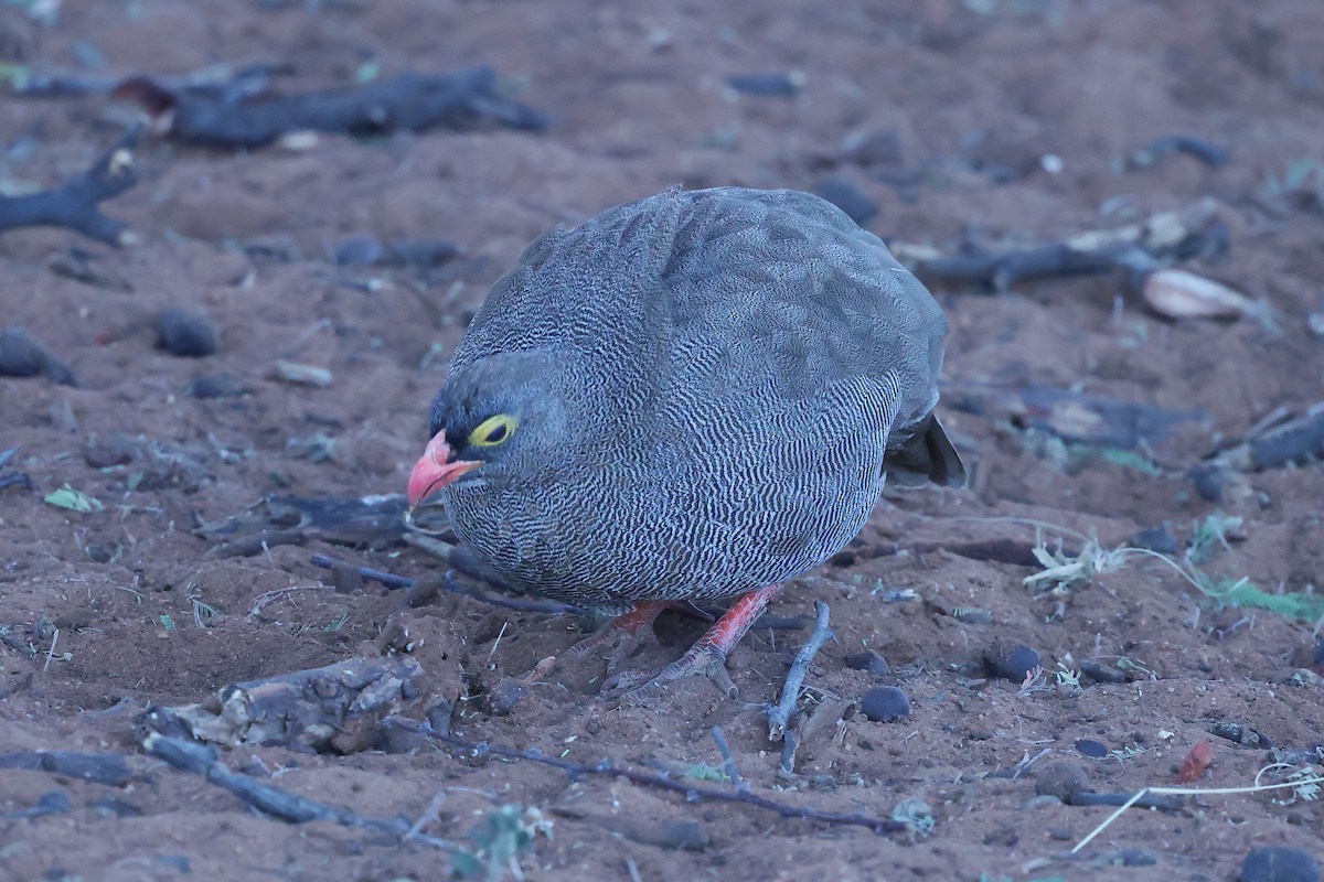 Red-billed Spurfowl - ML620557928