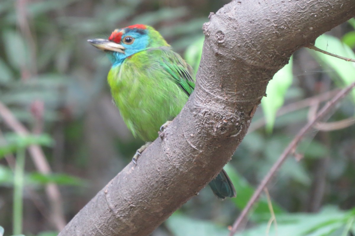 Blue-throated Barbet (Red-crowned) - ML620557935