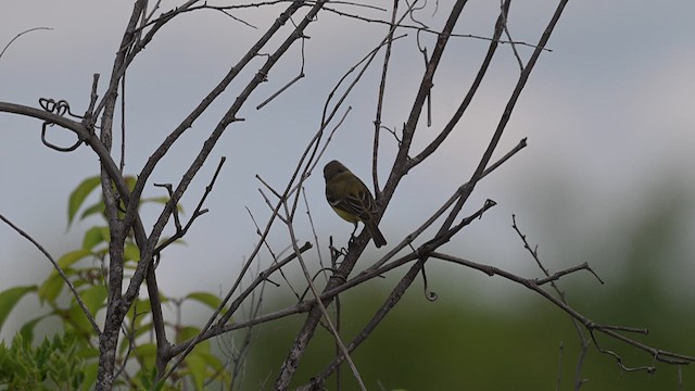 Braunaugenvireo (bellii/medius) - ML620557947