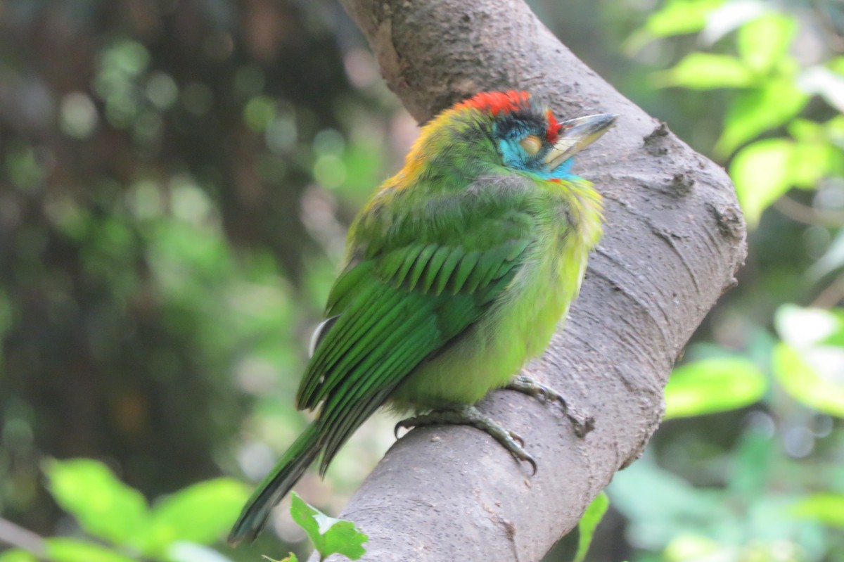 Blue-throated Barbet (Red-crowned) - ML620557964