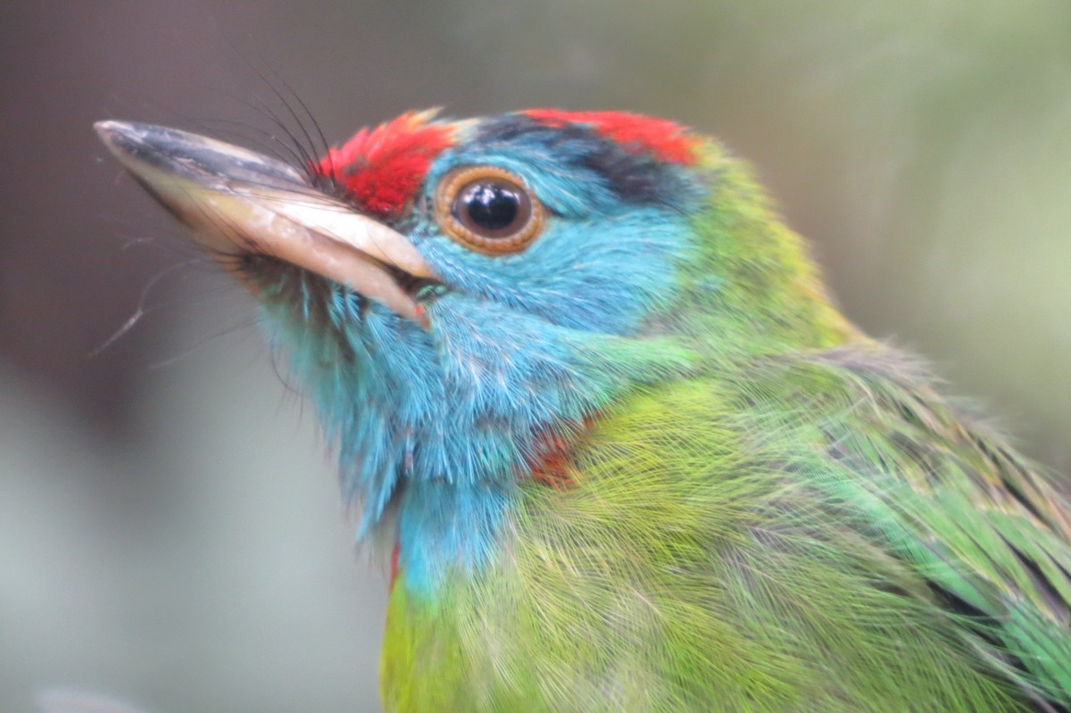 Blue-throated Barbet (Red-crowned) - ML620557974