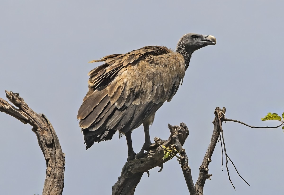 Indian Vulture - ML620557981