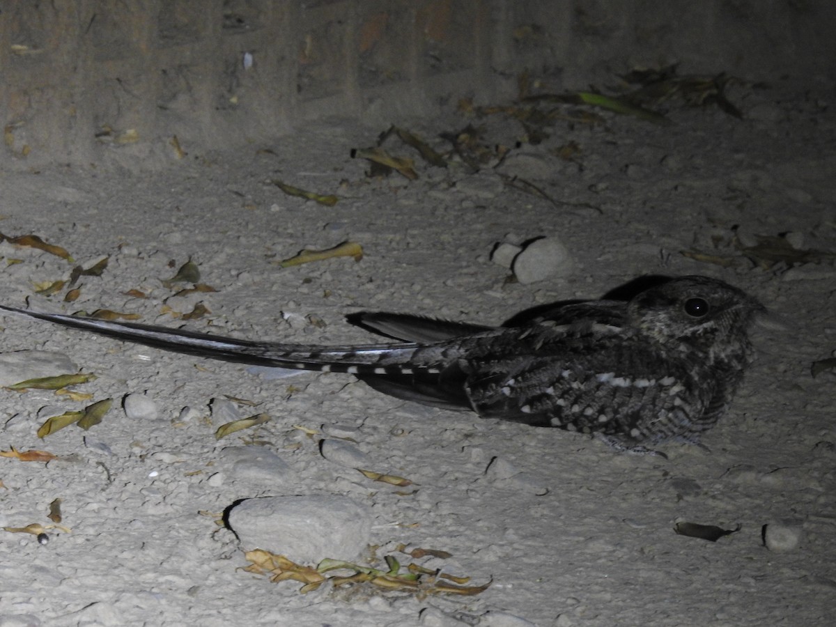 Scissor-tailed Nightjar - ML620557992