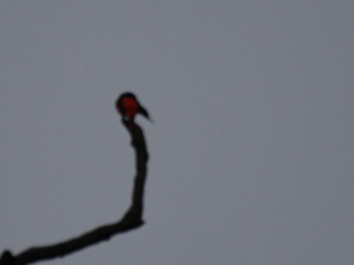 赤紅山椒鳥 - ML620558008