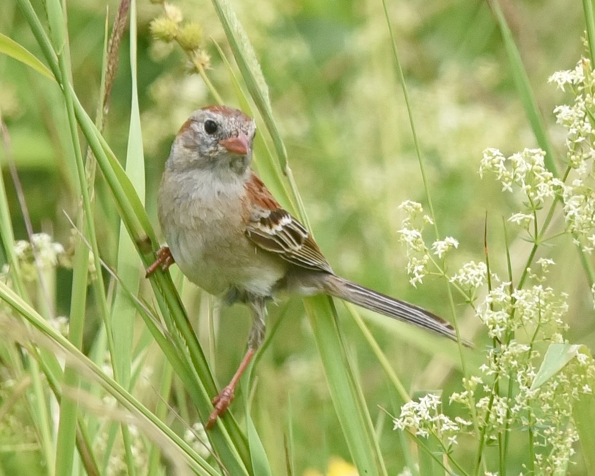 Field Sparrow - ML620558016